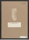 Navicula lyra var. fornicata A.Sch. (de-Toni-Nr.: Genus 1, Species 327) Zeichnungen Sammlung Grunow Nr. 745 (NHMW-BOT-W0367136)